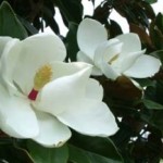 Magnolia glauca