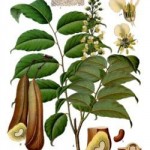 Myroxylon