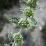 Marrubium vulgare