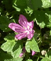 Malva