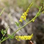 Melilotus