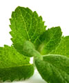 Mentha