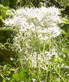Millefolium