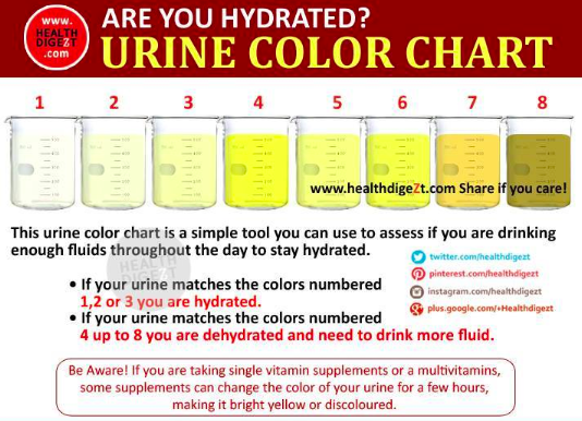 Blood In Dog S Urine Symptomes Blood In Dog S Urine Symptomes