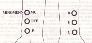 la-palpation-en-mtc-m-decine-int-gr-e