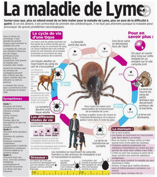 Borréliose et maladie de Lyme | Médecine intégrée Borréliose et maladie de Lyme | Médecine intégrée