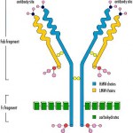 Les maladies auto-immunes