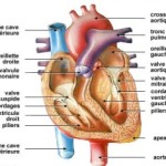 Insuffisance cardiaque