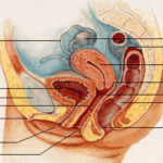 Gynécologie médicale