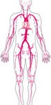 Cardio-vasculaire (Sémiologie chap.1)