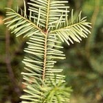 Abies