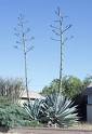 Agave