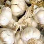 Allium