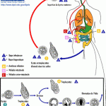 Amibiase
