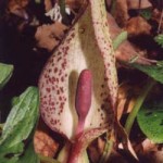 Arum