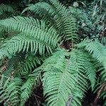 Aspidium filix mas