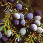 Juniperus