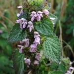 Ballota foetida