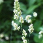 Dactylis glomerata