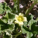Ecbalium elaterium