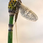 Equisetum