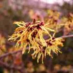 Hamamelis virginica
