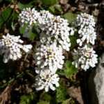 Iberis amara