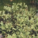 Cetraria islandica