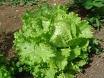 Lactuca