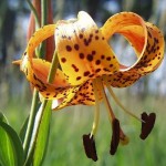 Lilium tigrinum