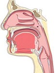 Olfaction