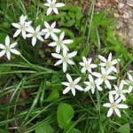 Ornithogalum umbellatum