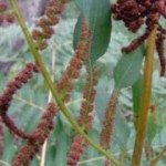 Osmunda regalis