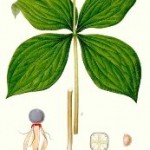 Paris quadrifolia