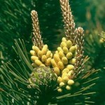 Pinus