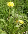 Taraxacum dens leonis