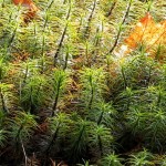 Polytricum commune