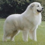 Le chien (cas cliniques)