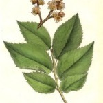 Ulmus