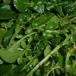 Nasturtium aquaticum