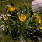 Wyethia helenoides