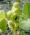 Xanthium