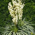 Yucca filamentosa