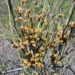 Ephedra vulgaris
