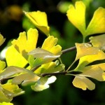 Gingko biloba