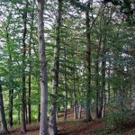 Fagus sylvatica