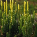 Lycopodium clavatum