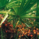 Sabal serrulata