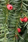 Taxus baccata