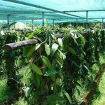 Vanilla planifolia